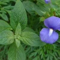 Matourea azurea (Linden) Colletta & V.C.Souza